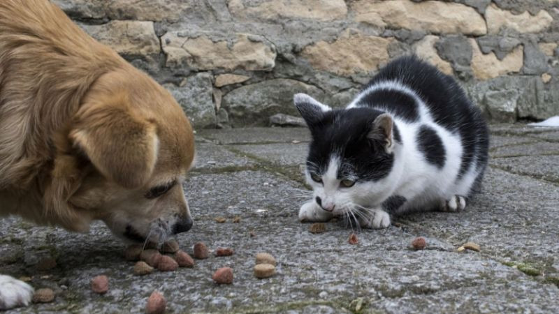 Прокуратурата в Ямбол се самосезира заради клип, показващ как кола прегазва котка